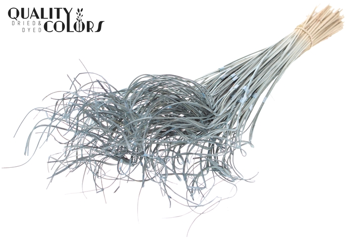 Palm Curly TT 3pc/tuft - 33 tuft/bunch Frosted Light Blue
