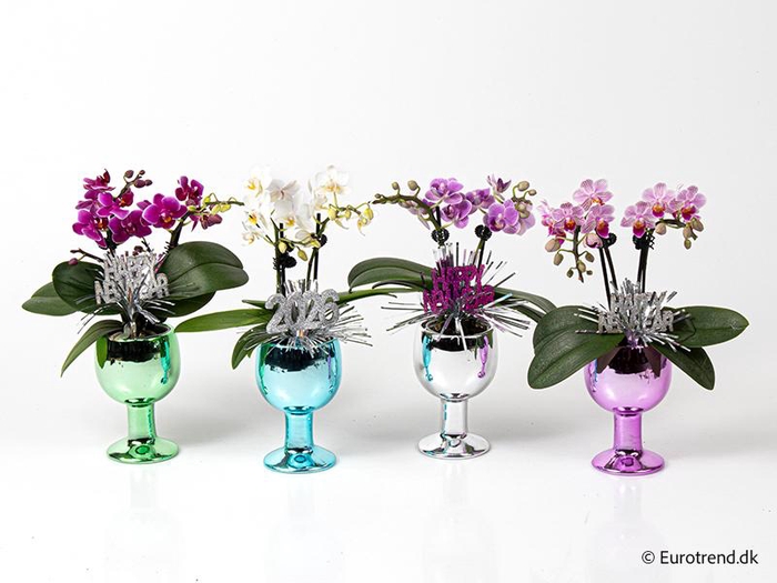<h4>PHALAENOPSIS-HYBRID</h4>