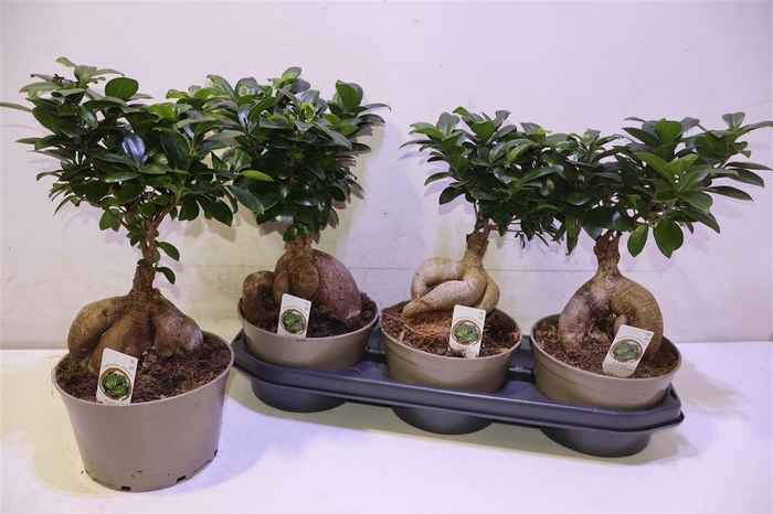 <h4>arr8 Fic Mi Ginseng</h4>