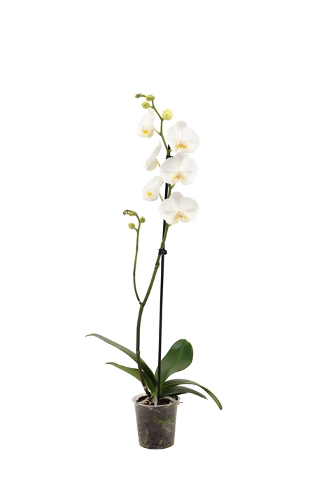 <h4>Phal Wit 1T9+ Lang</h4>