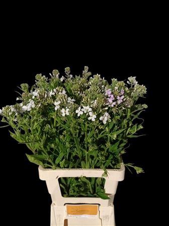 <h4>HESPERIS OV</h4>