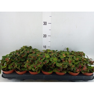 Fittonia   ...