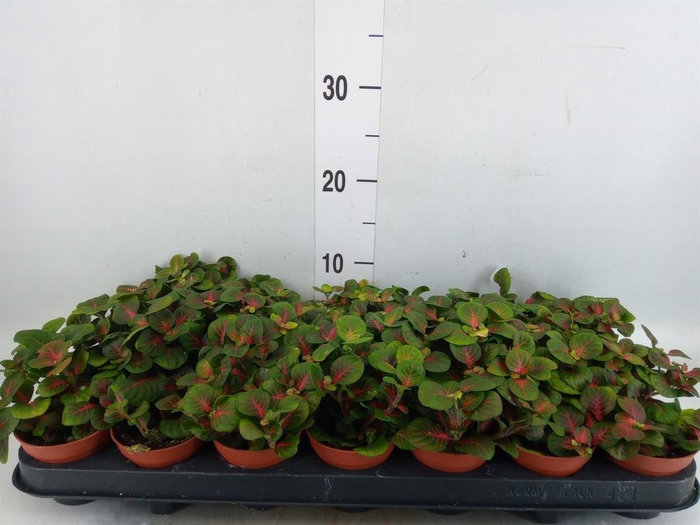 <h4>Fittonia   ...</h4>