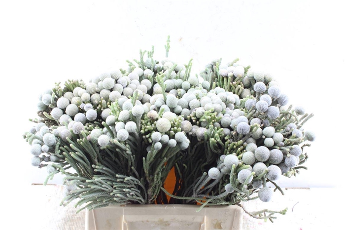 <h4>Kaaps Silver Brunia</h4>