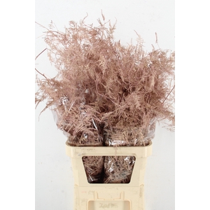 Asp IT L.Getopt Rose Goud