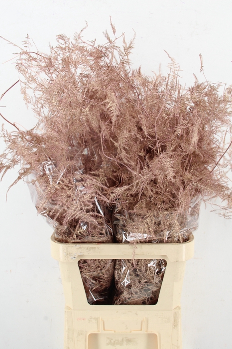 <h4>Asp IT L.Getopt Rose Goud</h4>