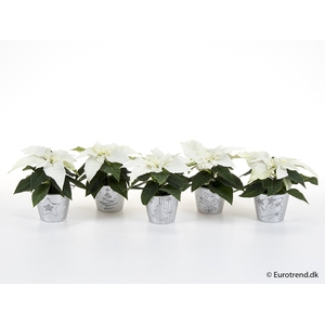 EUPHORBIA PULCHERRIMA  MINI P6 E 2263 KERST