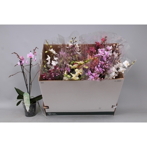 PHAL MF GEM 5 KL
