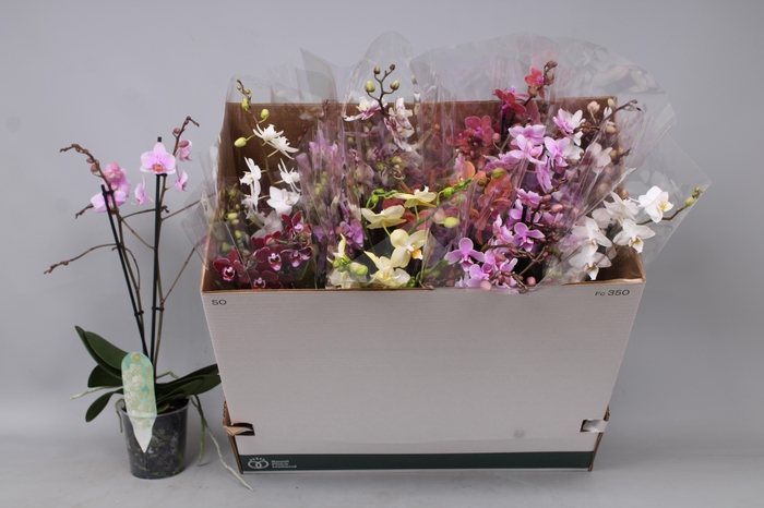 <h4>PHAL MF GEM 5 KL</h4>
