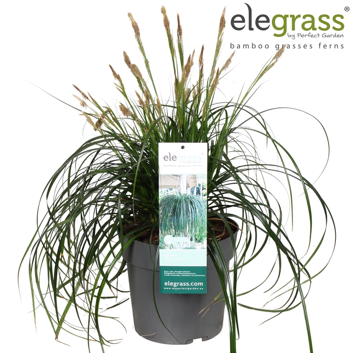 <h4>Carex 'Ribbon Falls' P23</h4>