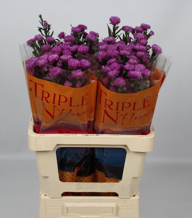 <h4>AST PRIMAVERA</h4>