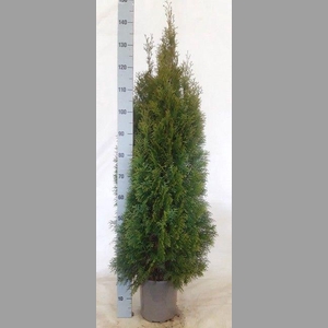 THUJA O SMARAGD