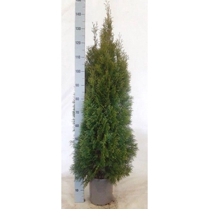 THUJA O SMARAGD