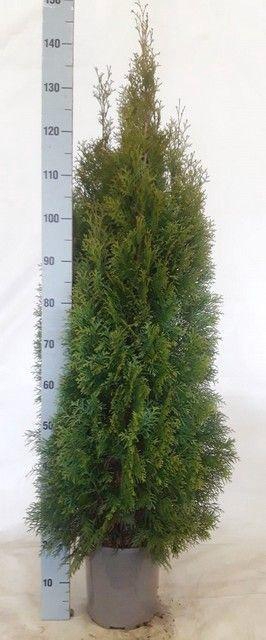 <h4>THUJA O SMARAGD</h4>