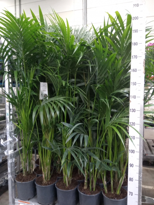 <h4>Howea forsteriana</h4>