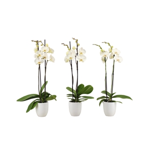 Hugo White Phal Wit 2T14+