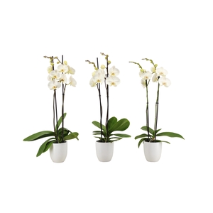 Hugo White Phal Wit 2T14+