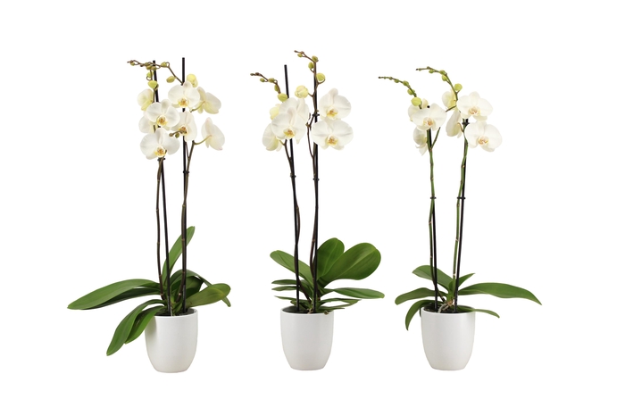 <h4>Hugo White Phal Wit 2T14+</h4>