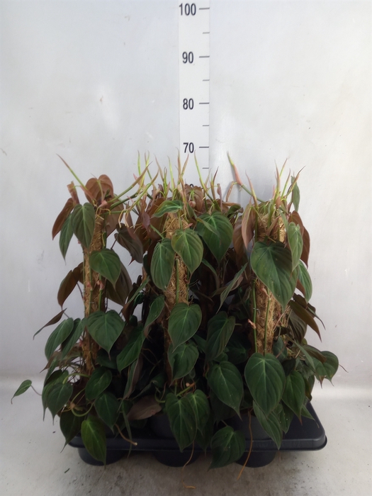 <h4>Philodendron scand. subsp. micans</h4>