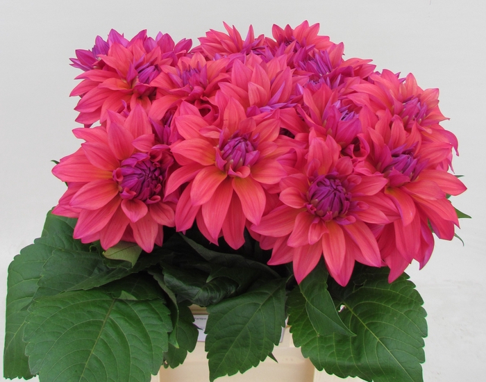 <h4>Dahlia Feline Yvonne Koppert</h4>