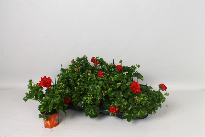 <h4>PEL PELT MED KA RED</h4>