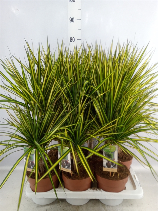 Dracaena marg. 'Sunray'