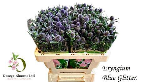 <h4>Eryn Pl Blue Glitter</h4>