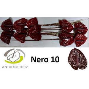 Anth A Nero 13 cm X10 Spek Flowers