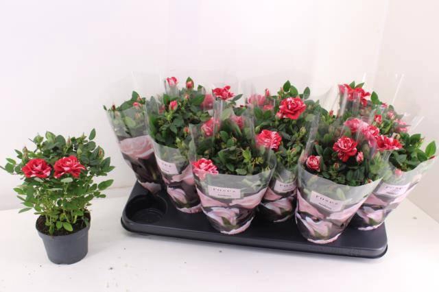 <h4>RO GIGI PARTY</h4>