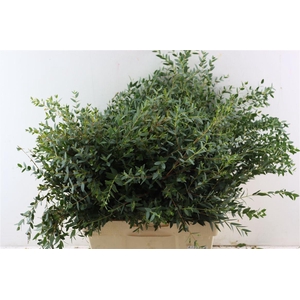 Euca Parvifolia 300gr S A P Bunch