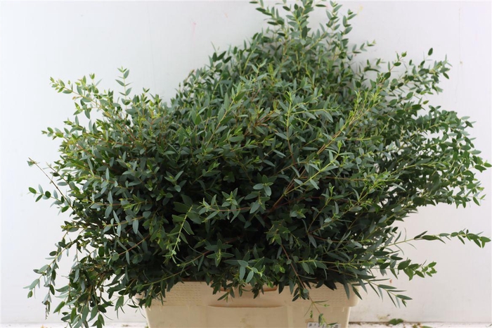 <h4>Euca Parvifolia 300gr S A P Bunch</h4>