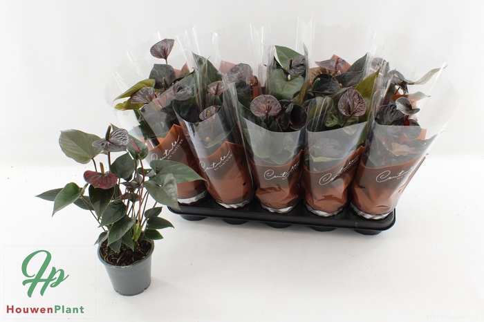 <h4>ANTHU BLACK LOVE</h4>