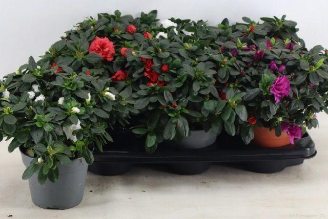 <h4>RHODO SI GEM</h4>