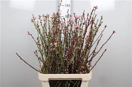 <h4>Prunus Ov Pink</h4>