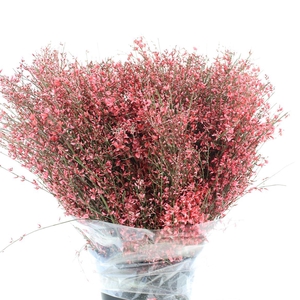 Ginster Red P Bunch 400gram