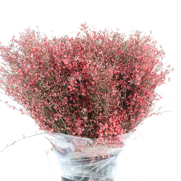 <h4>Ginster Red P Bunch 400gram</h4>