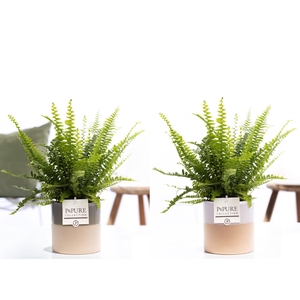 Nephrolepis Green Lady in P&PURE Tess cer. ass.3