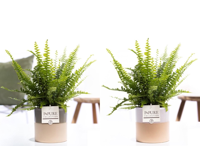 <h4>Nephrolepis Green Lady in P&PURE Tess cer. ass.3</h4>