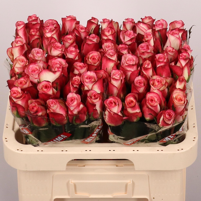 <h4>R GR SPARK CONDOR</h4>