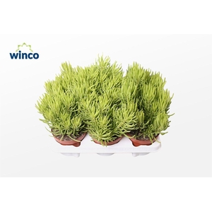 Senecio Barbertonicus (himalaya)