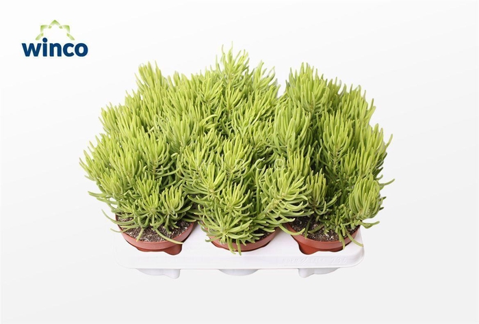 <h4>Senecio Barbertonicus (himalaya)</h4>