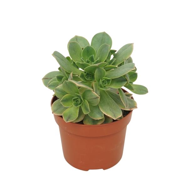 <h4>Aeonium overig</h4>