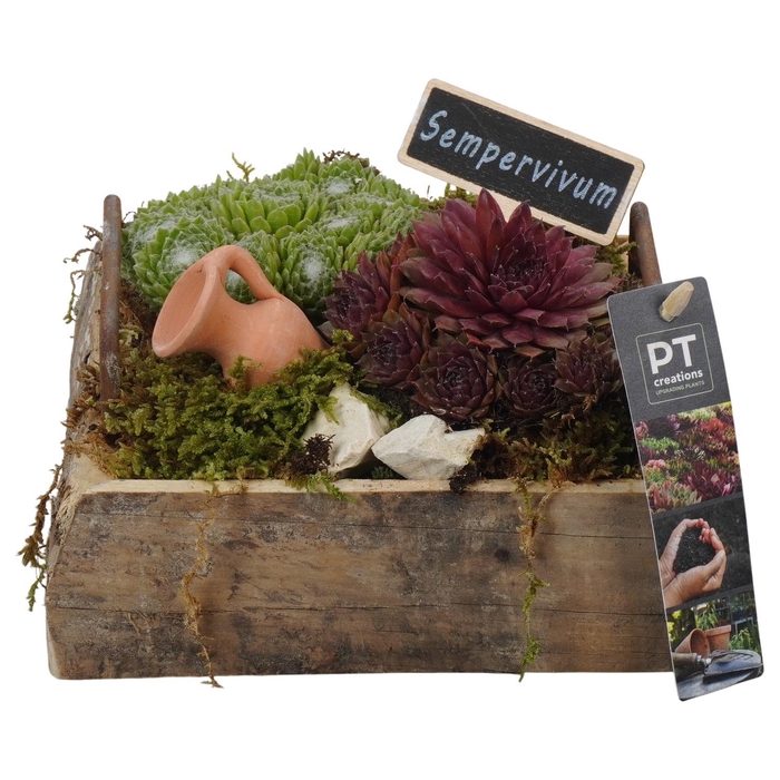 <h4>PTS7426 Arrangement Sempervivum in houten plateau</h4>