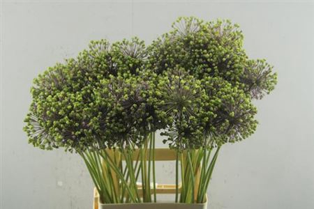 Allium Zaadbollen