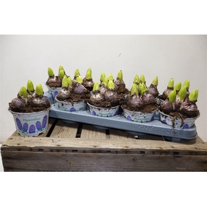 arr8 Hyacin Delft Blue