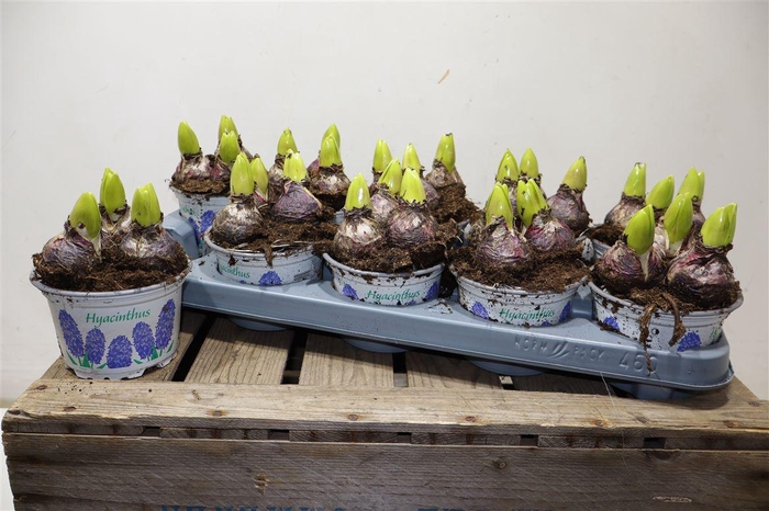 <h4>arr8 Hyacin Delft Blue</h4>