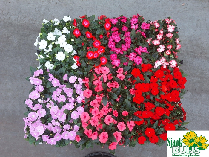 <h4>IMPAT NG GEM 6 KL</h4>