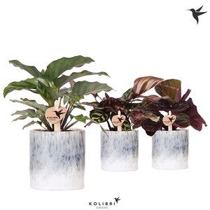 Kolibri Greens Calathea mix in Sky pot