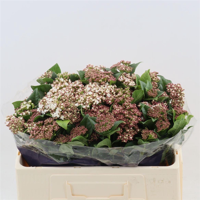<h4>Viburnum Macrophyllum (per Stuk)</h4>