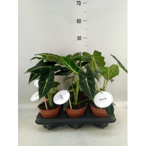 Alocasia   ...